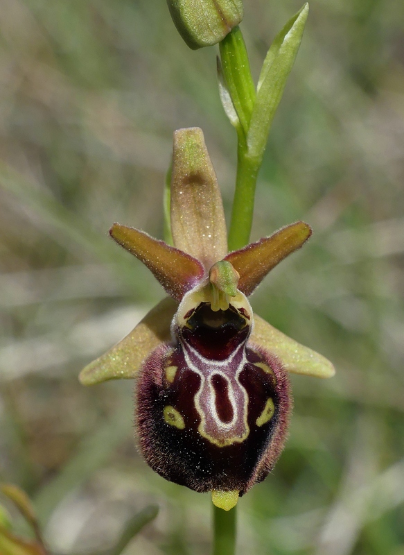 Forme ibride di Ophrys aranifera/sphegodes x Ophrys dinarica  9 giugno 2025  alto aquila